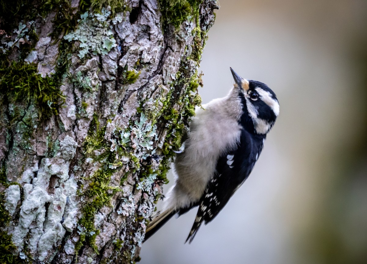 Downy Woodpecker - ML645304061