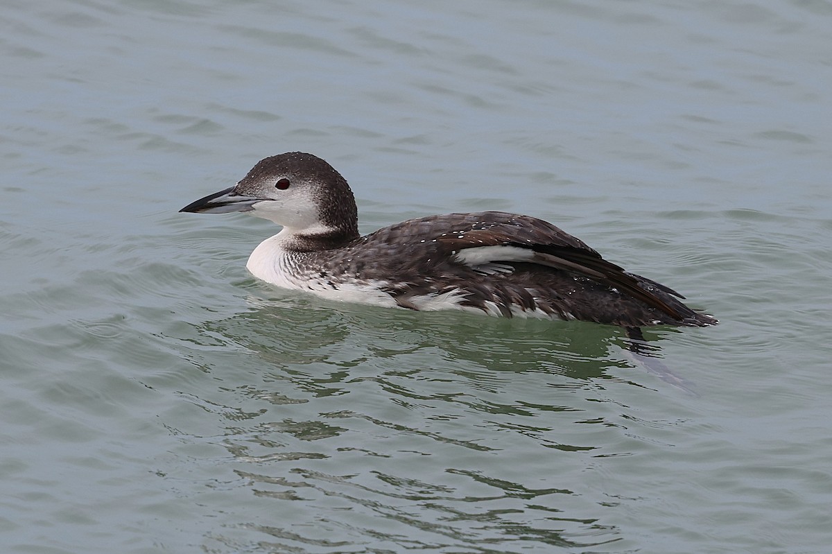 Common Loon - ML645304063