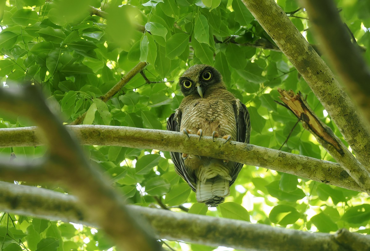 Nínox Rojizo - ML645304064