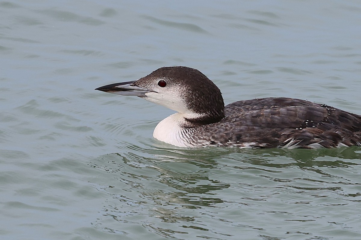 Common Loon - ML645304069