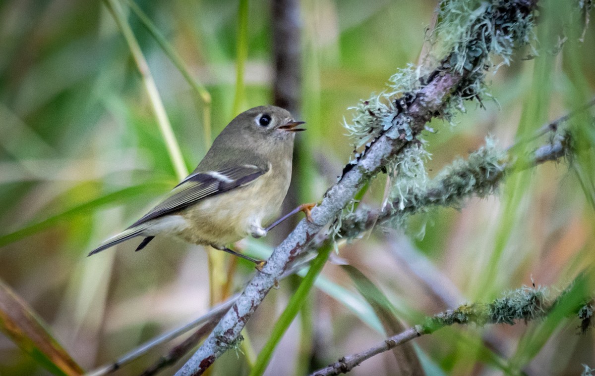 Ruby-crowned Kinglet - ML645304075