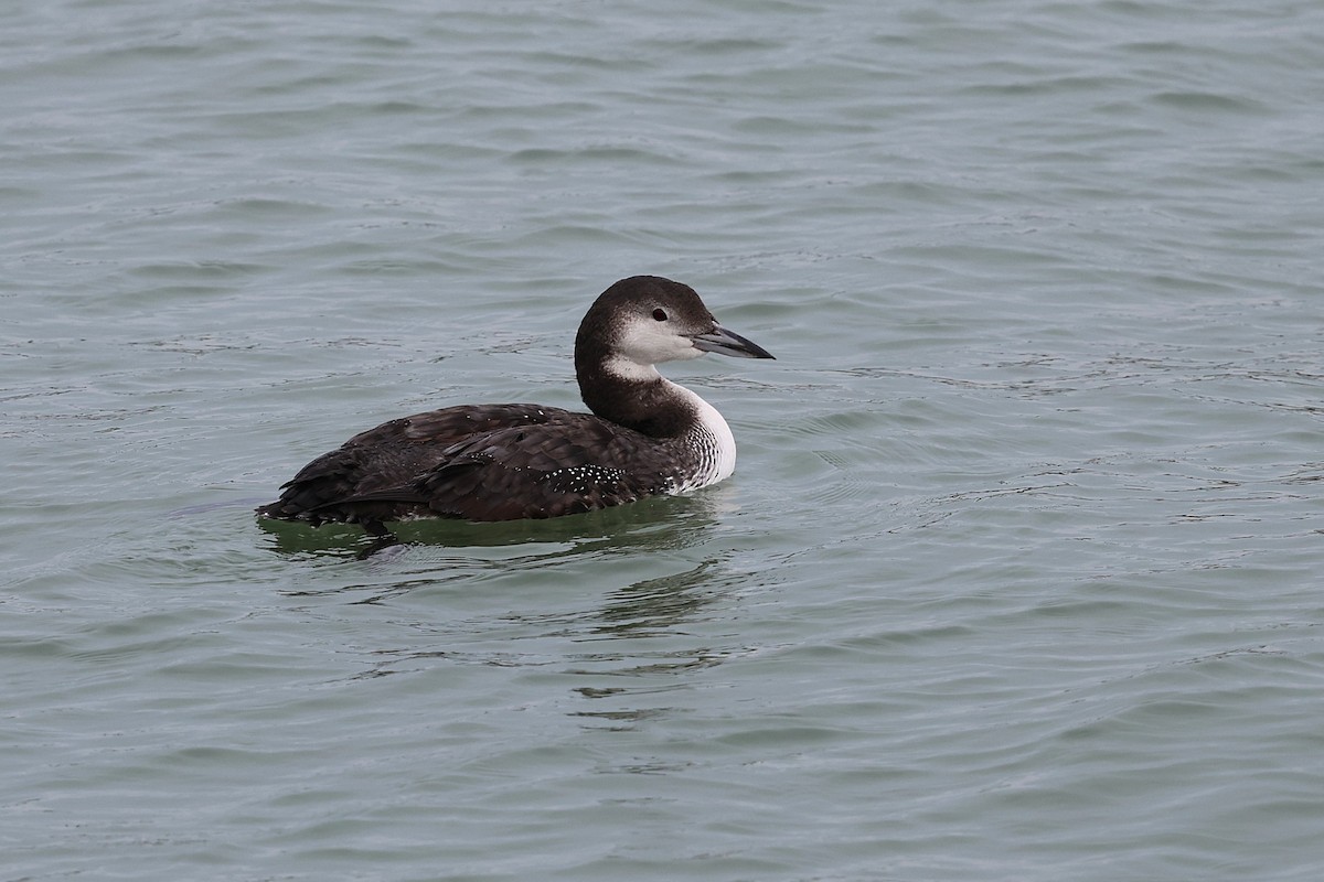 Common Loon - ML645304083
