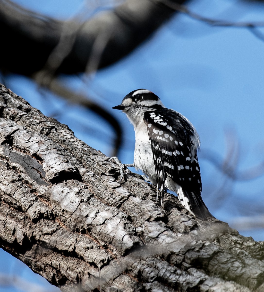 Пушистый дятел (pubescens/medianus) - ML645304086