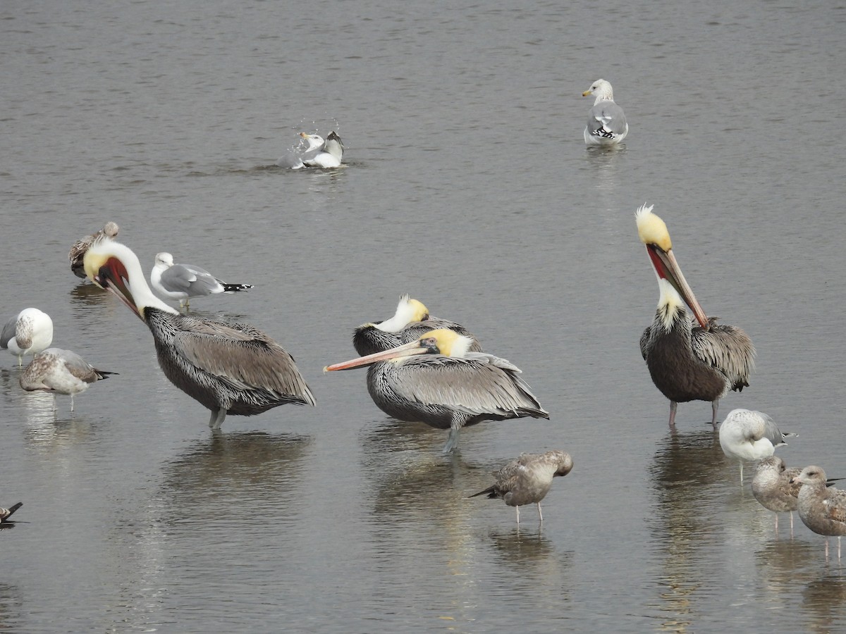 Pelikano arrea - ML645304087