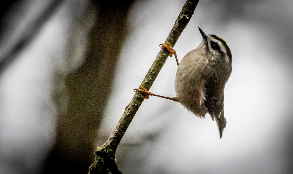 Golden-crowned Kinglet - ML645304090