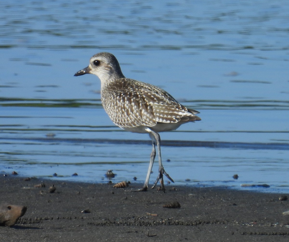 Black-bellied Plover - ML645304091