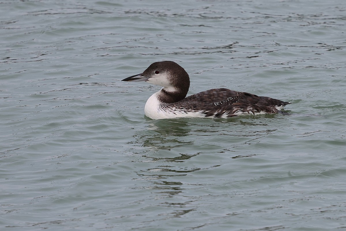 Common Loon - ML645304092