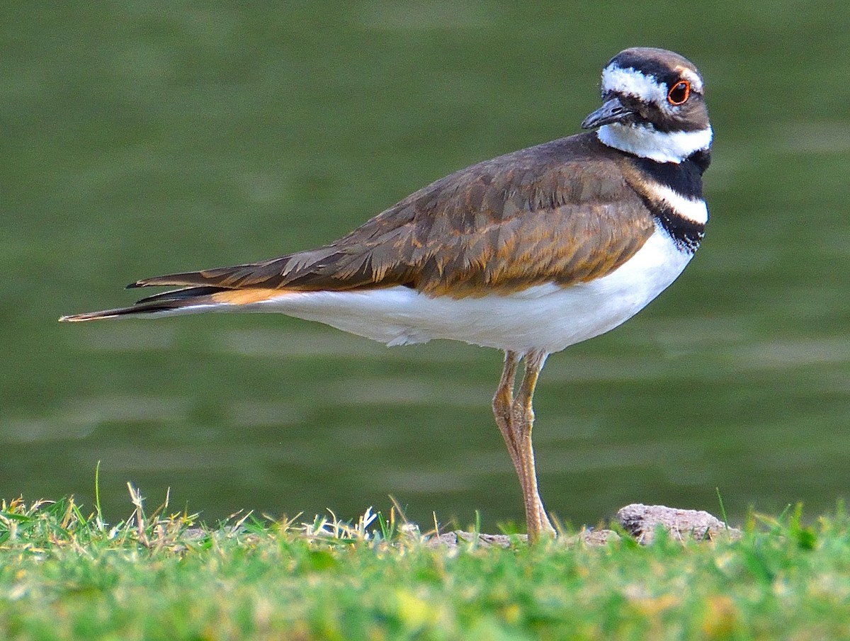 Killdeer - ML645304095