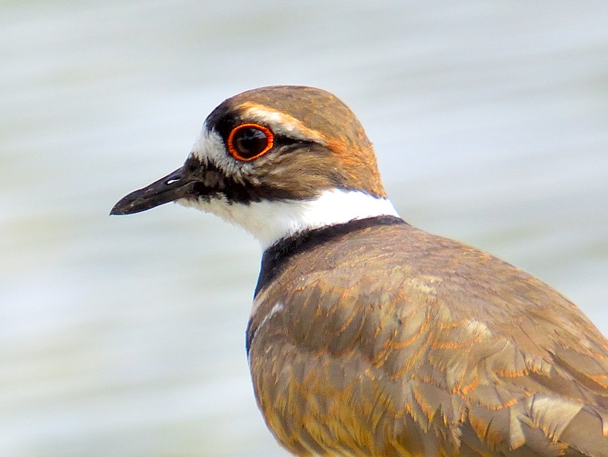 Killdeer - ML645304096