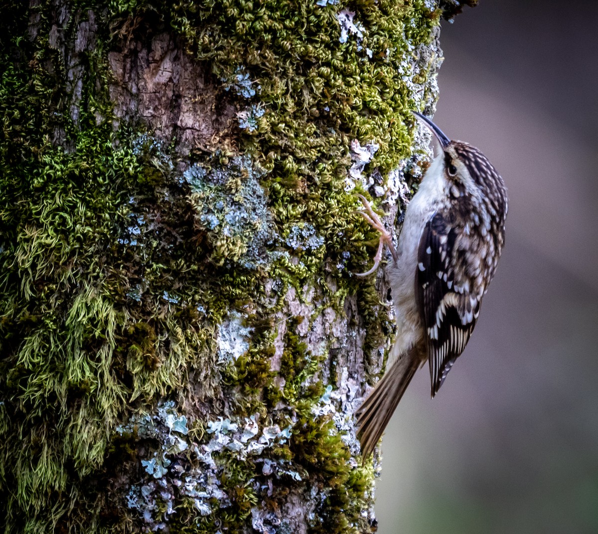 Brown Creeper - ML645304097