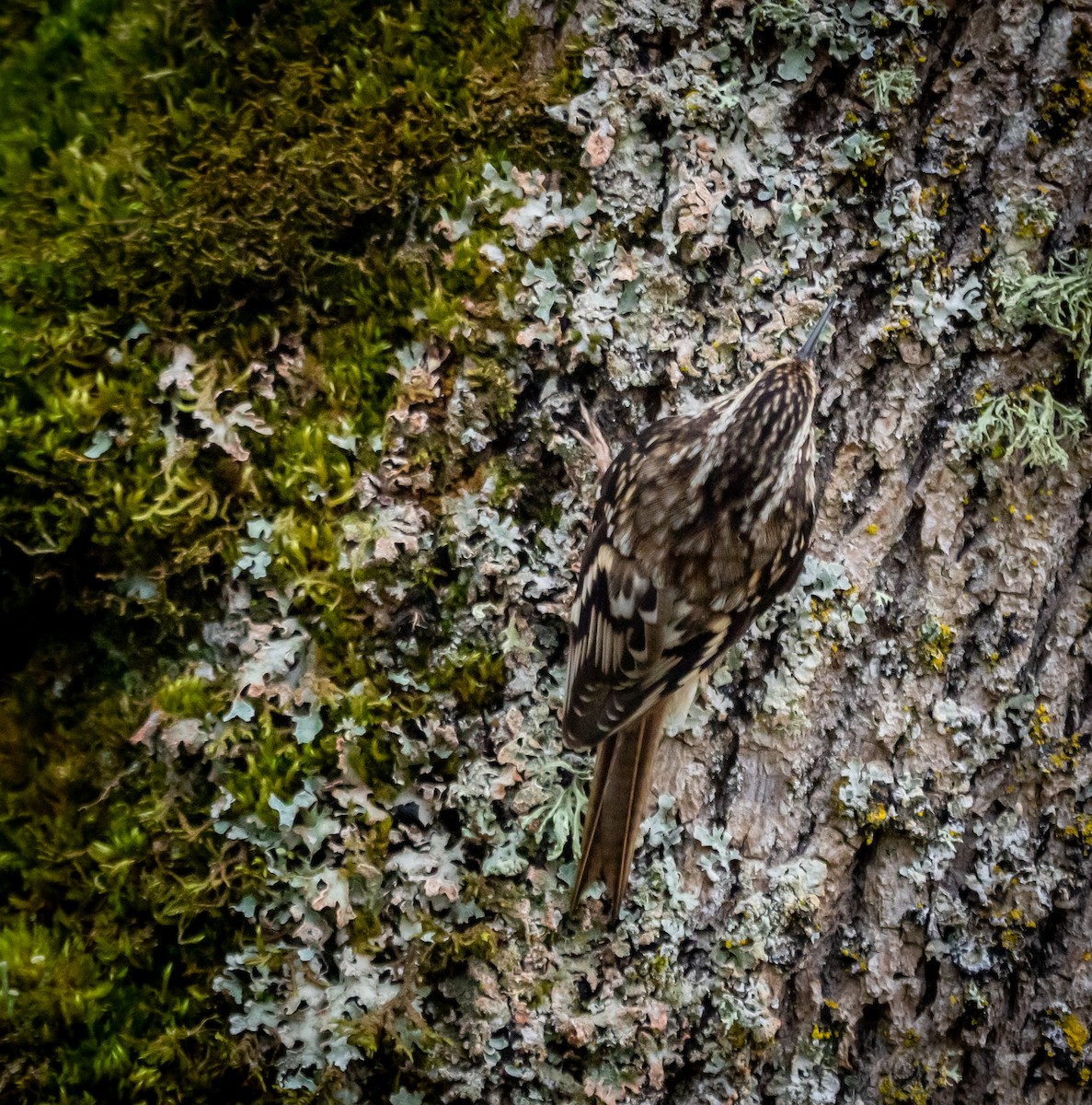 Brown Creeper - ML645304098