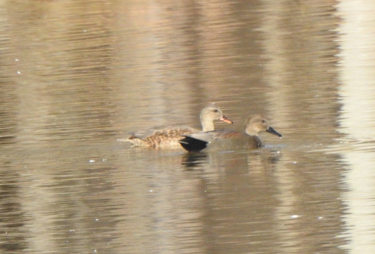 Нерозень - ML645304103