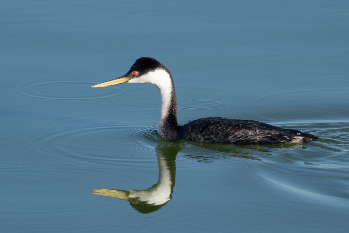 Western Grebe - ML645304105
