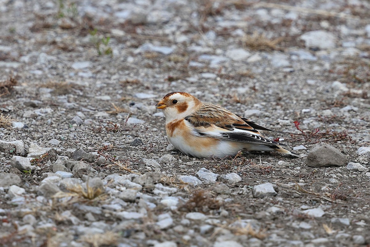 Snow Bunting - ML645304111
