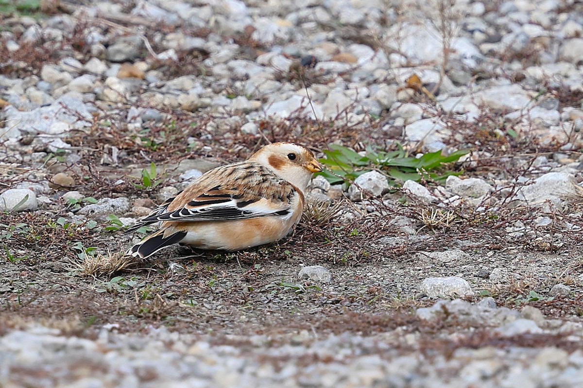 Snow Bunting - ML645304117