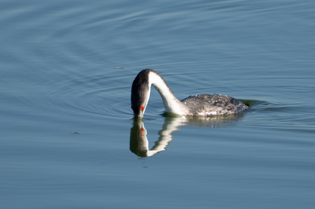 Western Grebe - ML645304119