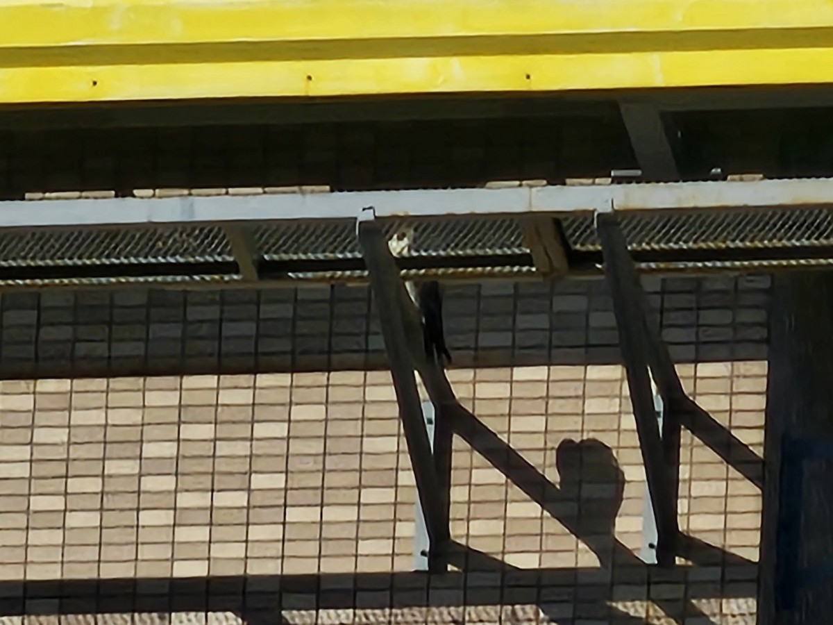 遊隼 - ML645304123