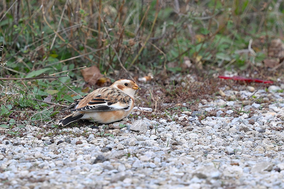 Snow Bunting - ML645304125
