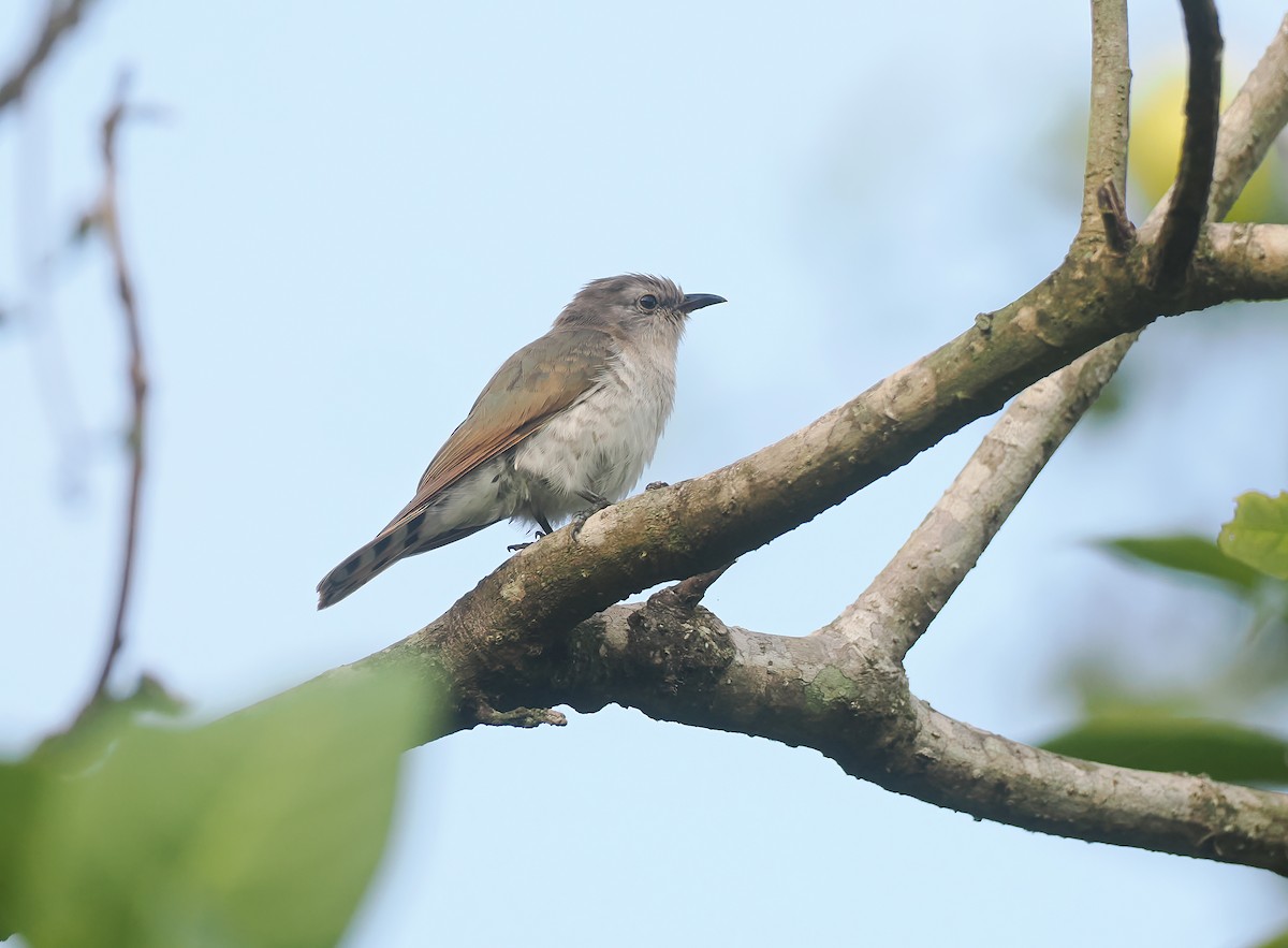 Little Bronze-Cuckoo (Gould's) - ML645304127