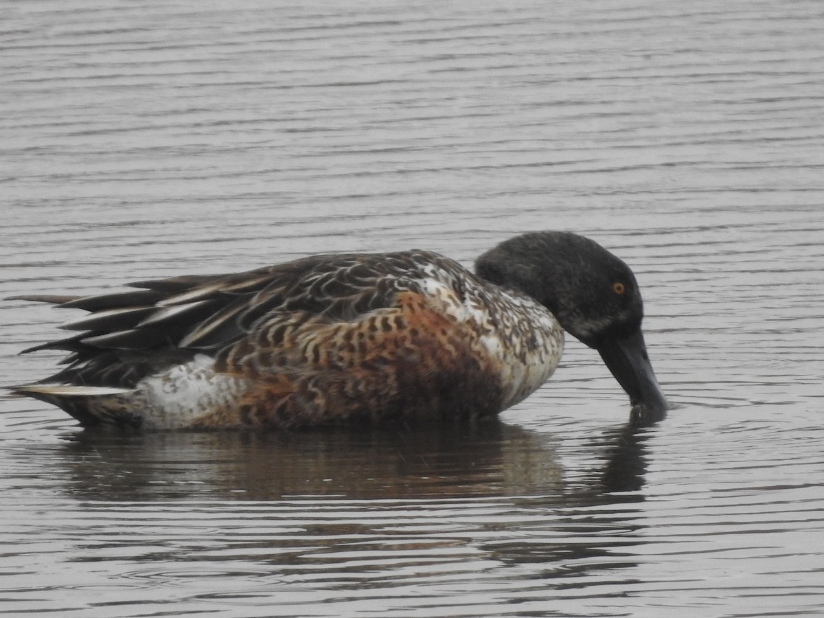 Northern Shoveler - ML645304128