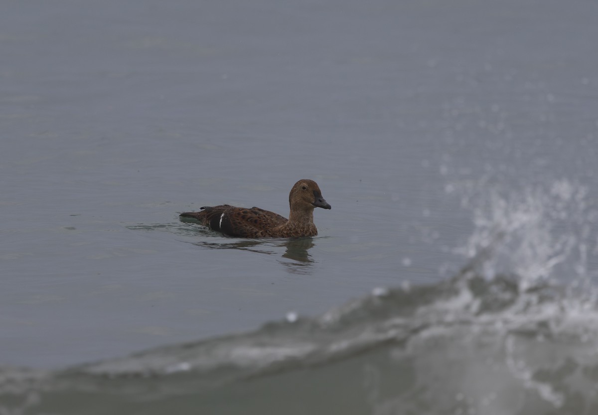 King Eider - ML645304134