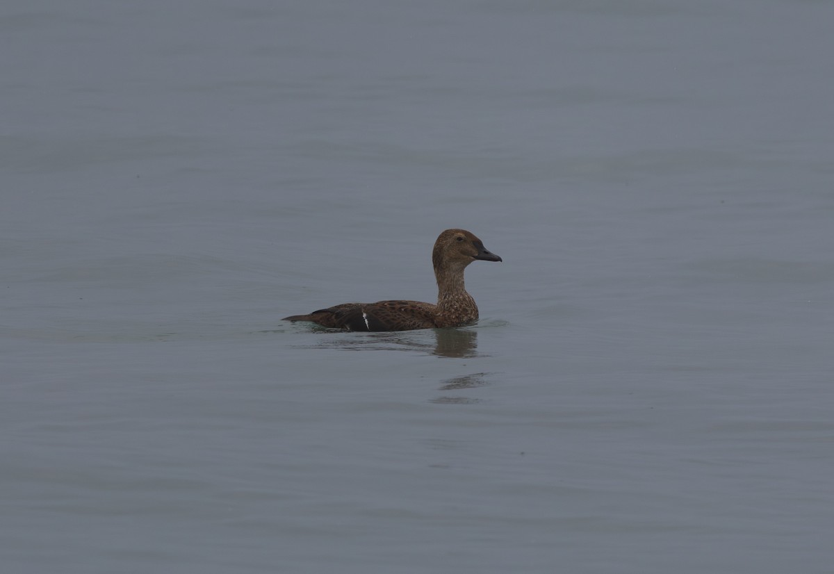 King Eider - ML645304135
