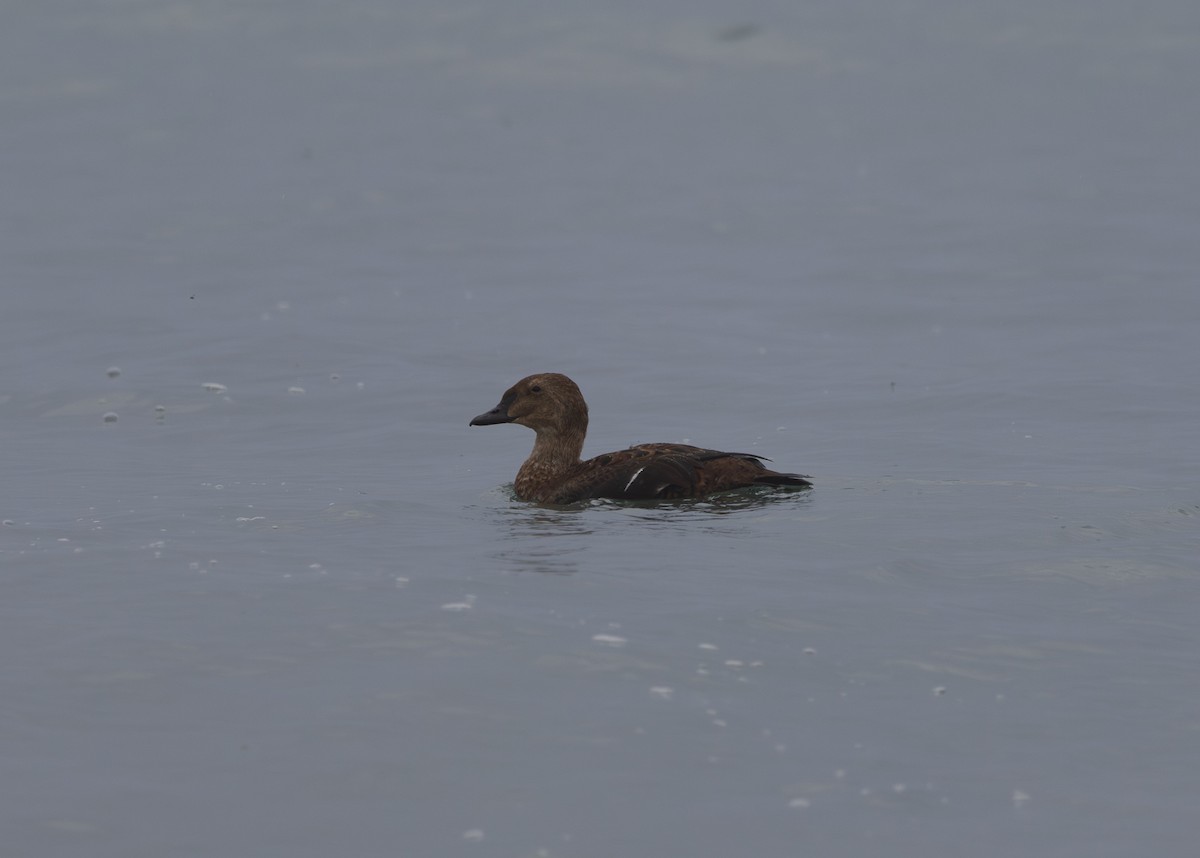 King Eider - ML645304136