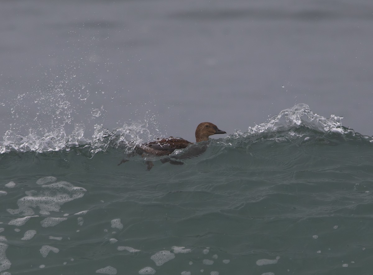 King Eider - ML645304137