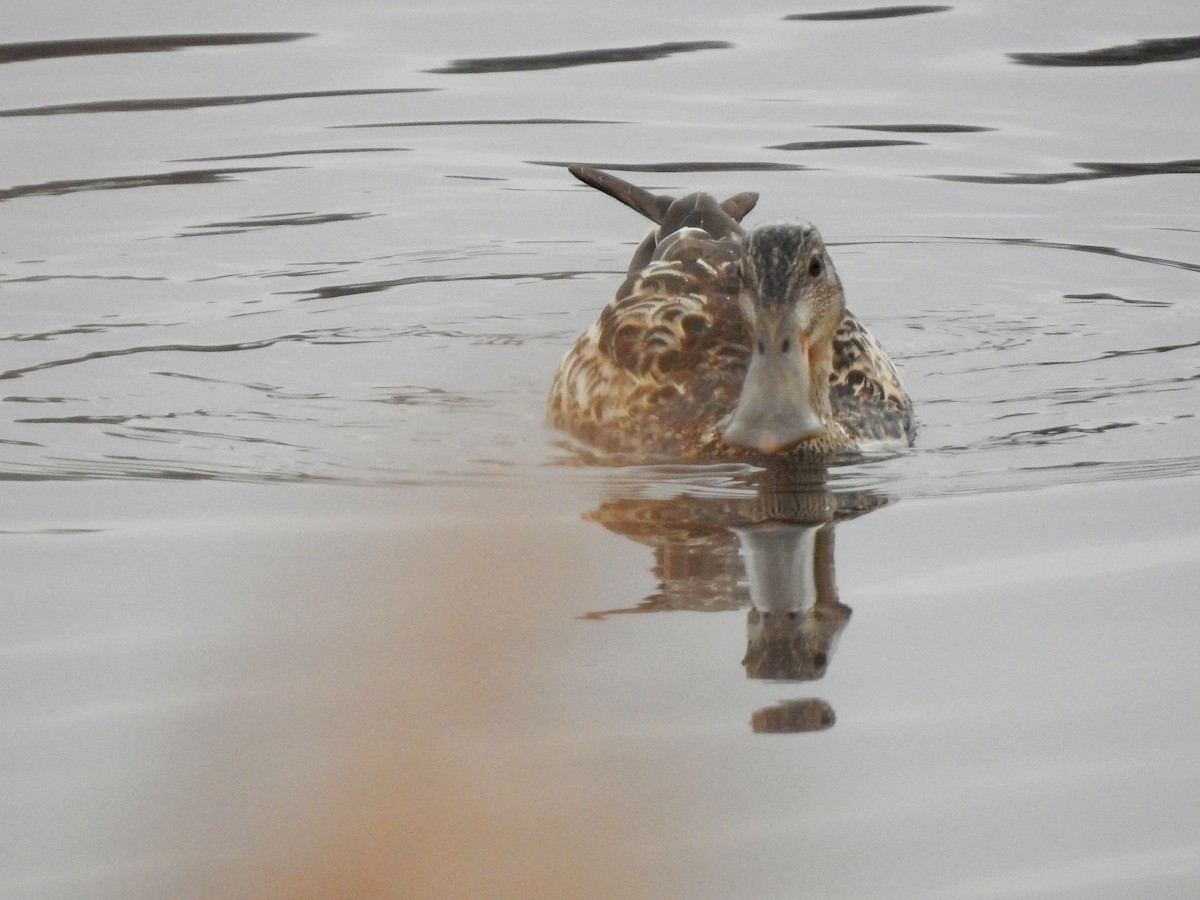 Northern Shoveler - ML645304141