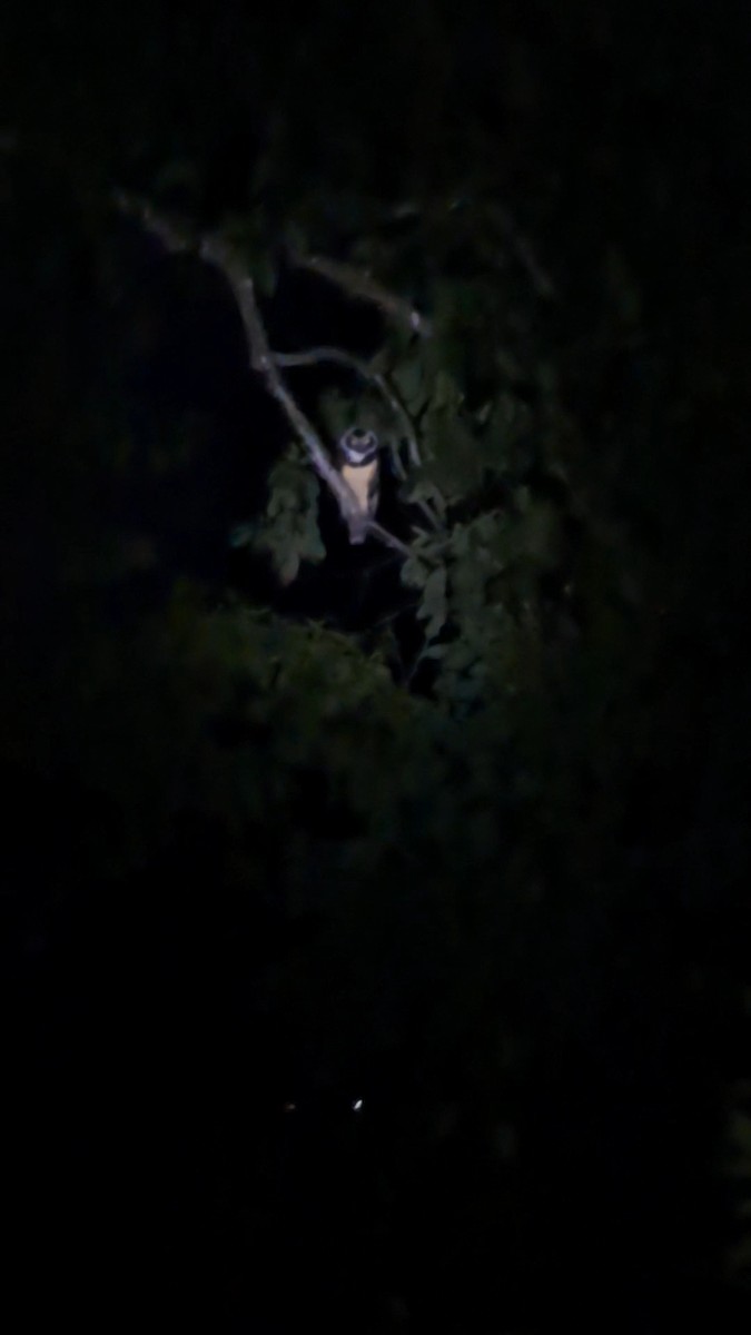 Spectacled Owl - ML645304143