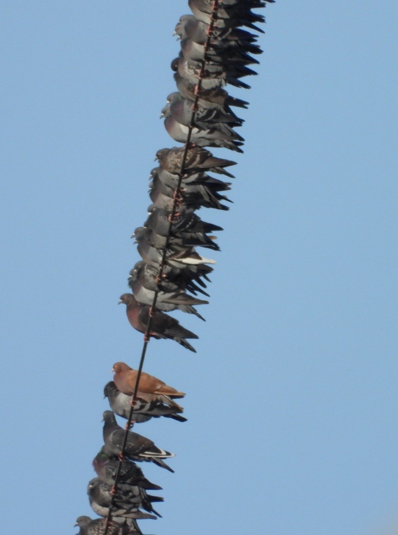 Rock Pigeon (Feral Pigeon) - ML645304145