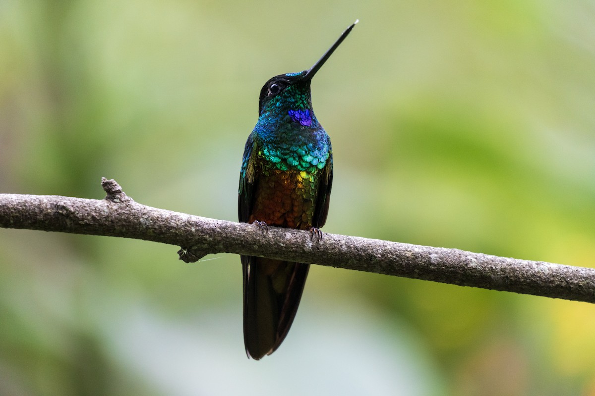 Golden-bellied Starfrontlet - ML645304148