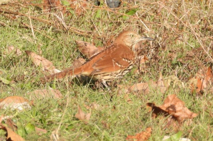 Brown Thrasher - ML645304150