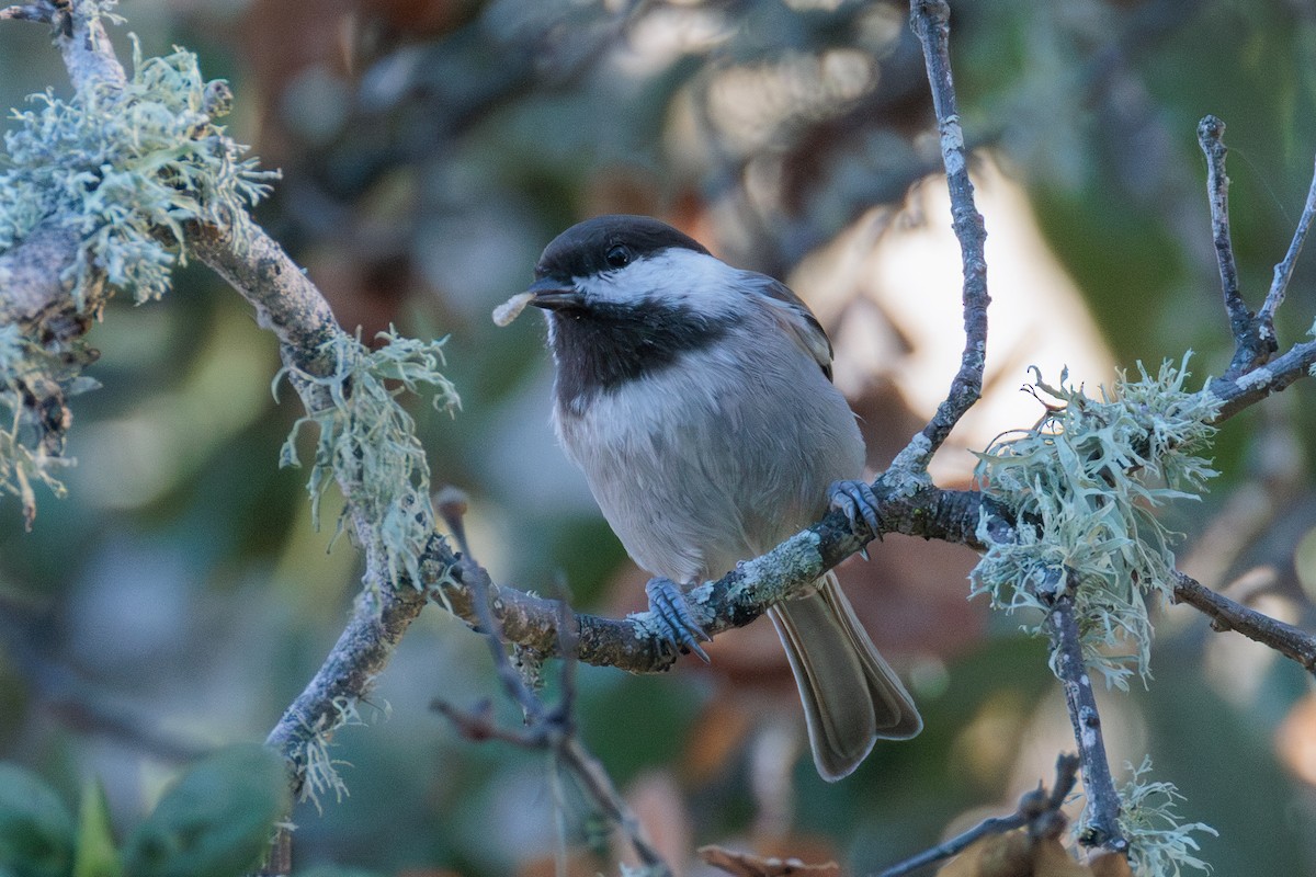 Chestnut-backed Chickadee - ML645304151
