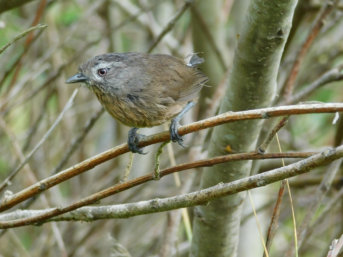 Wrentit - ML645304157