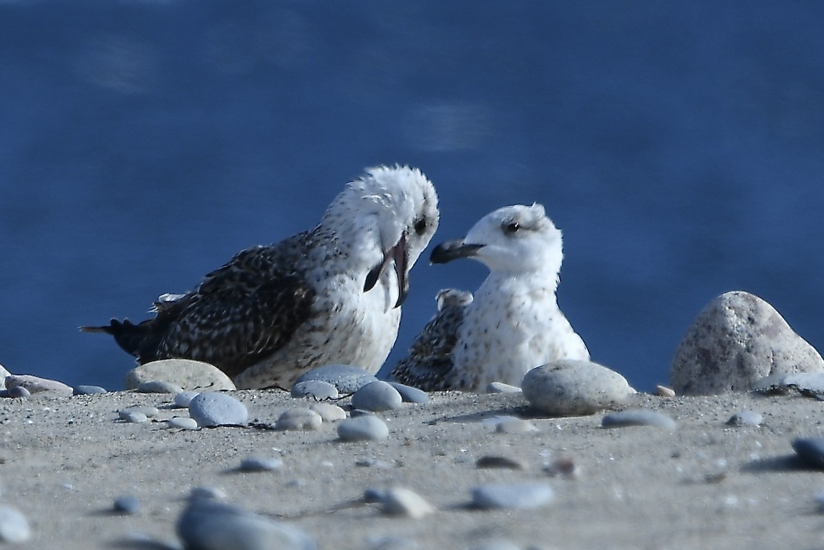 Great Black-backed Gull - ML645304165