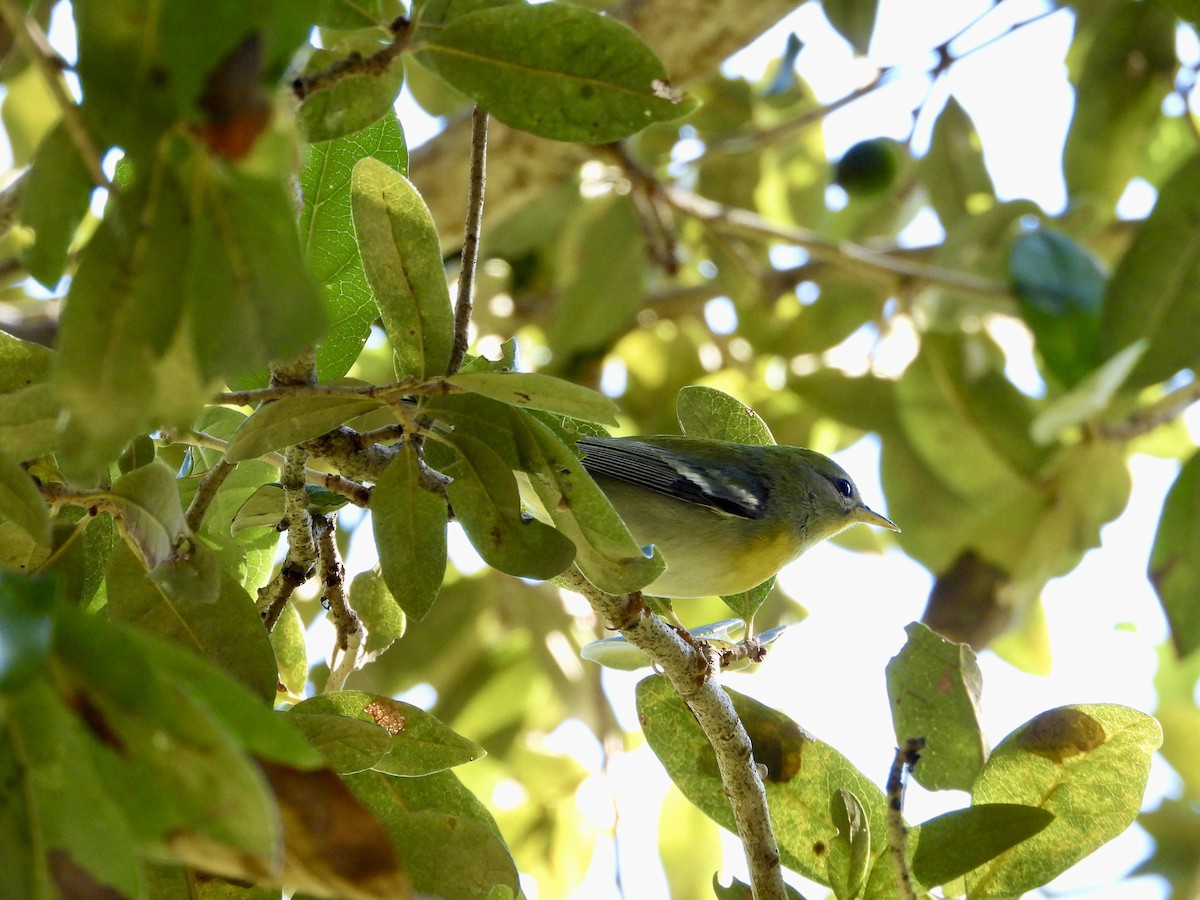Northern Parula - ML645304166