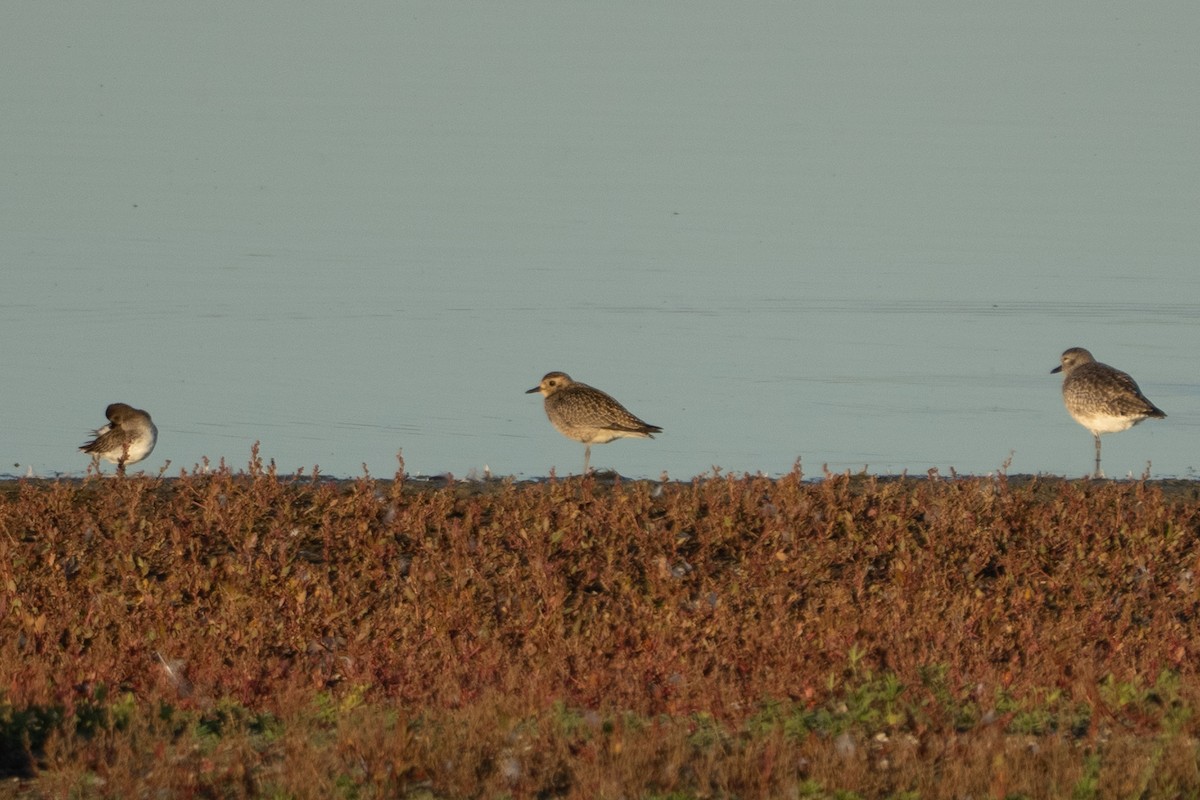 Pacific Golden-Plover - ML645304168
