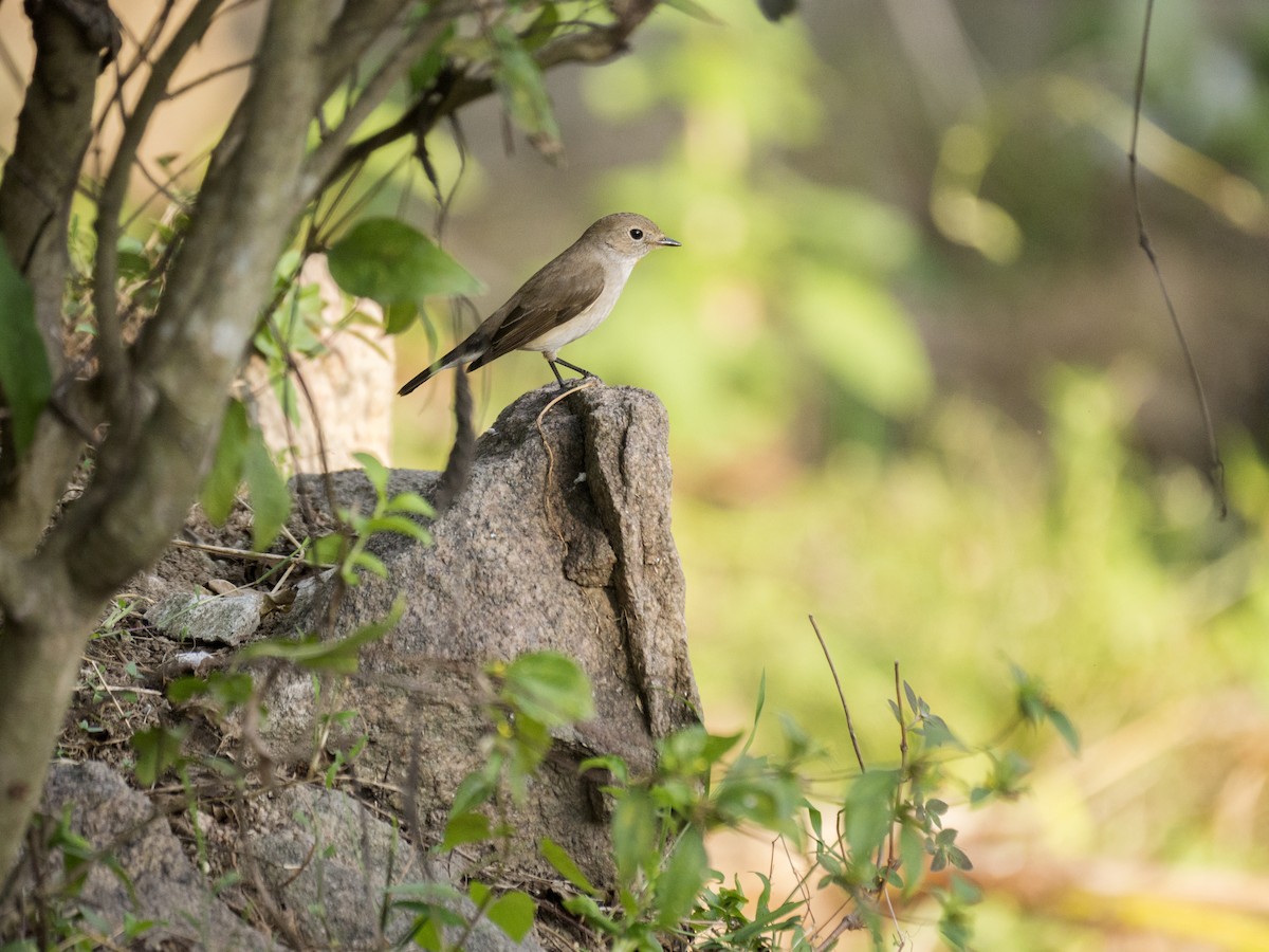 Taiga Flycatcher - ML645304169