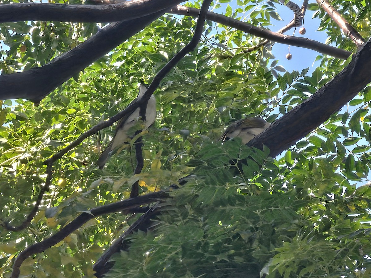 Styan's Bulbul - ML645304171