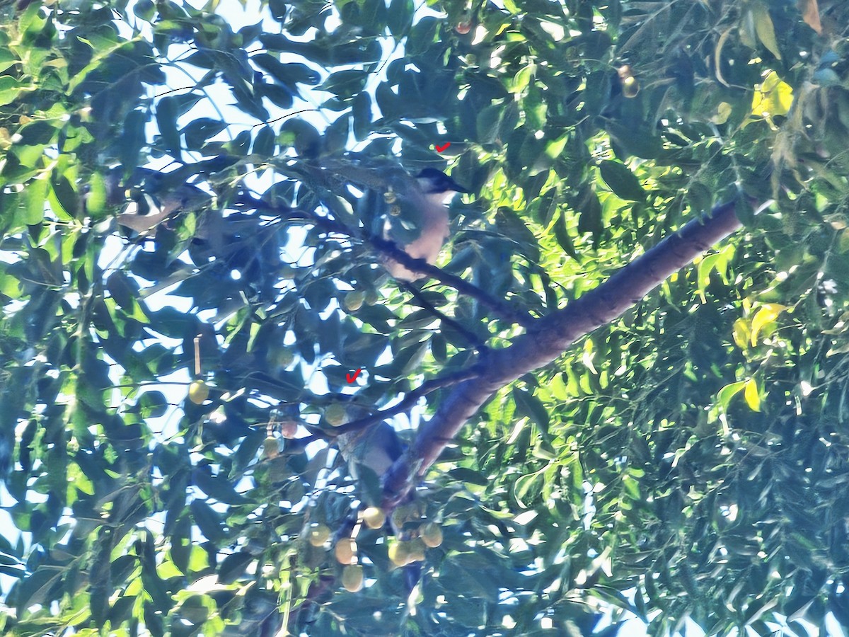 Styan's Bulbul - ML645304172