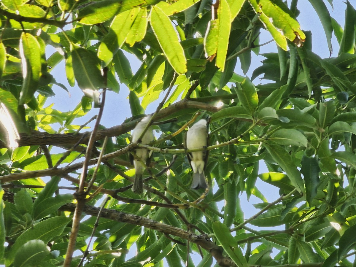 Styan's Bulbul - ML645304173