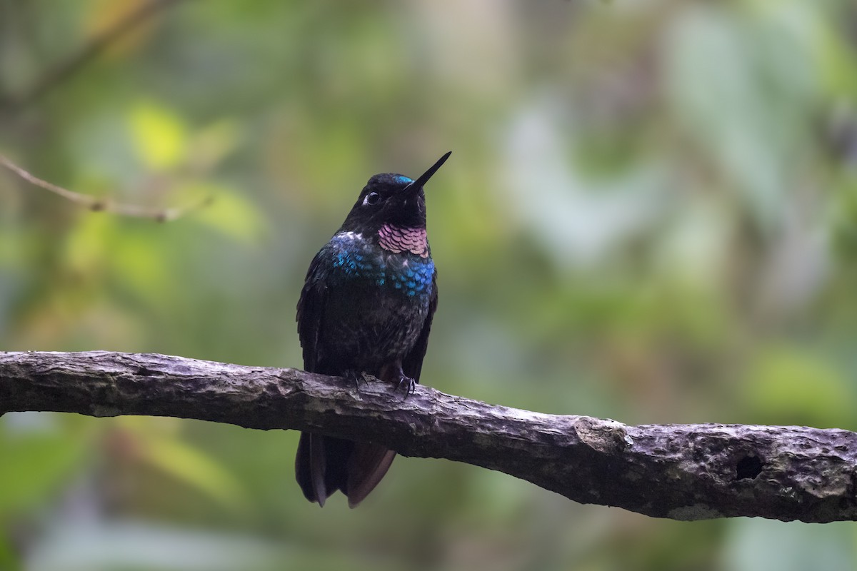 Tourmaline Sunangel - ML645304182