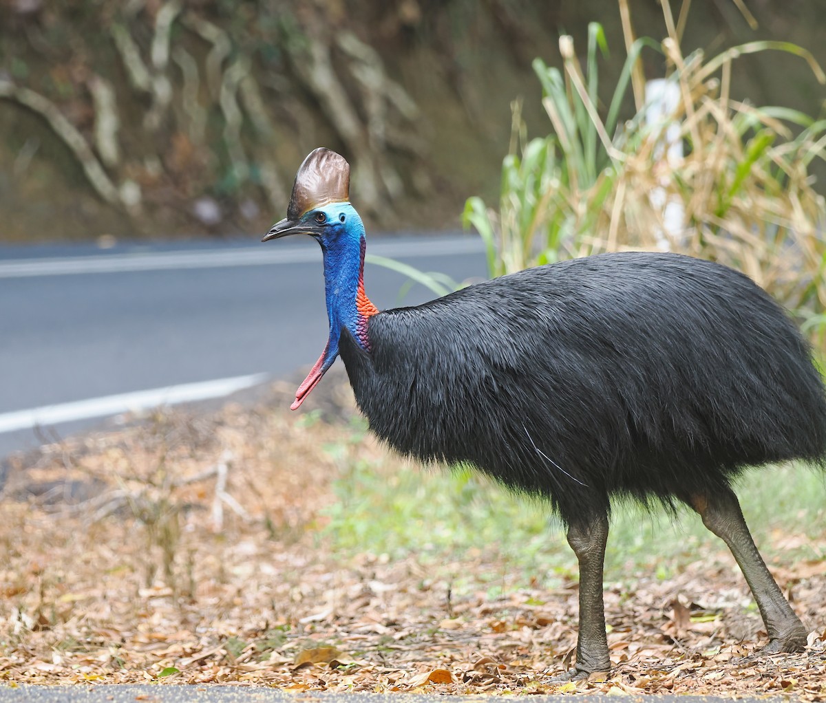 Southern Cassowary - ML645304184