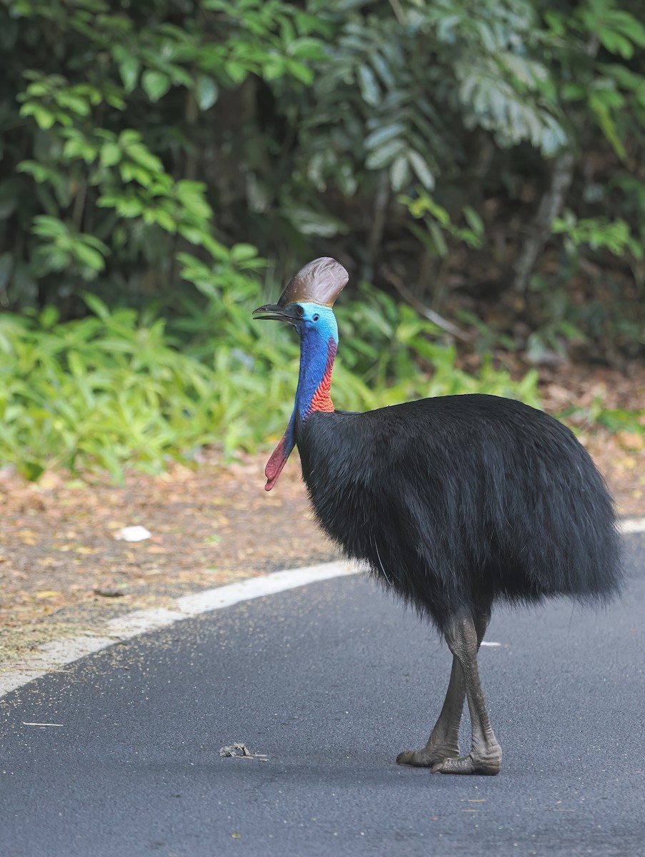 Southern Cassowary - ML645304185
