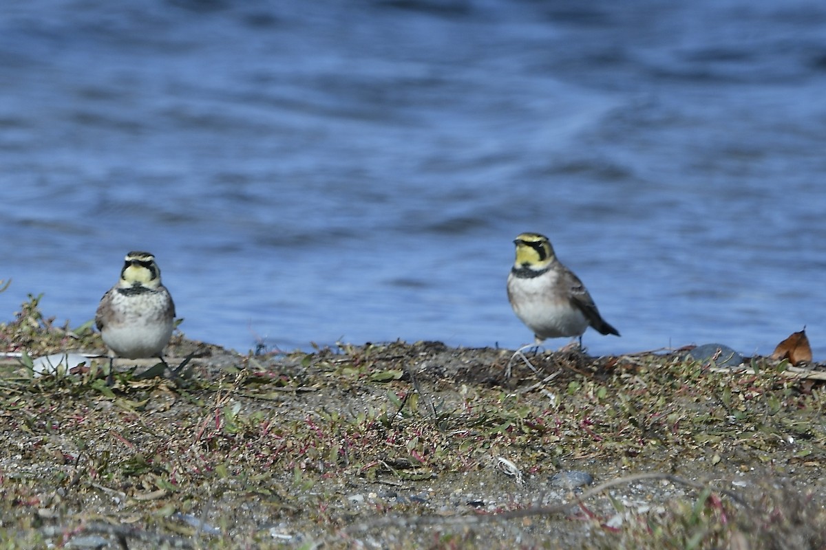 Horned Lark - ML645304186