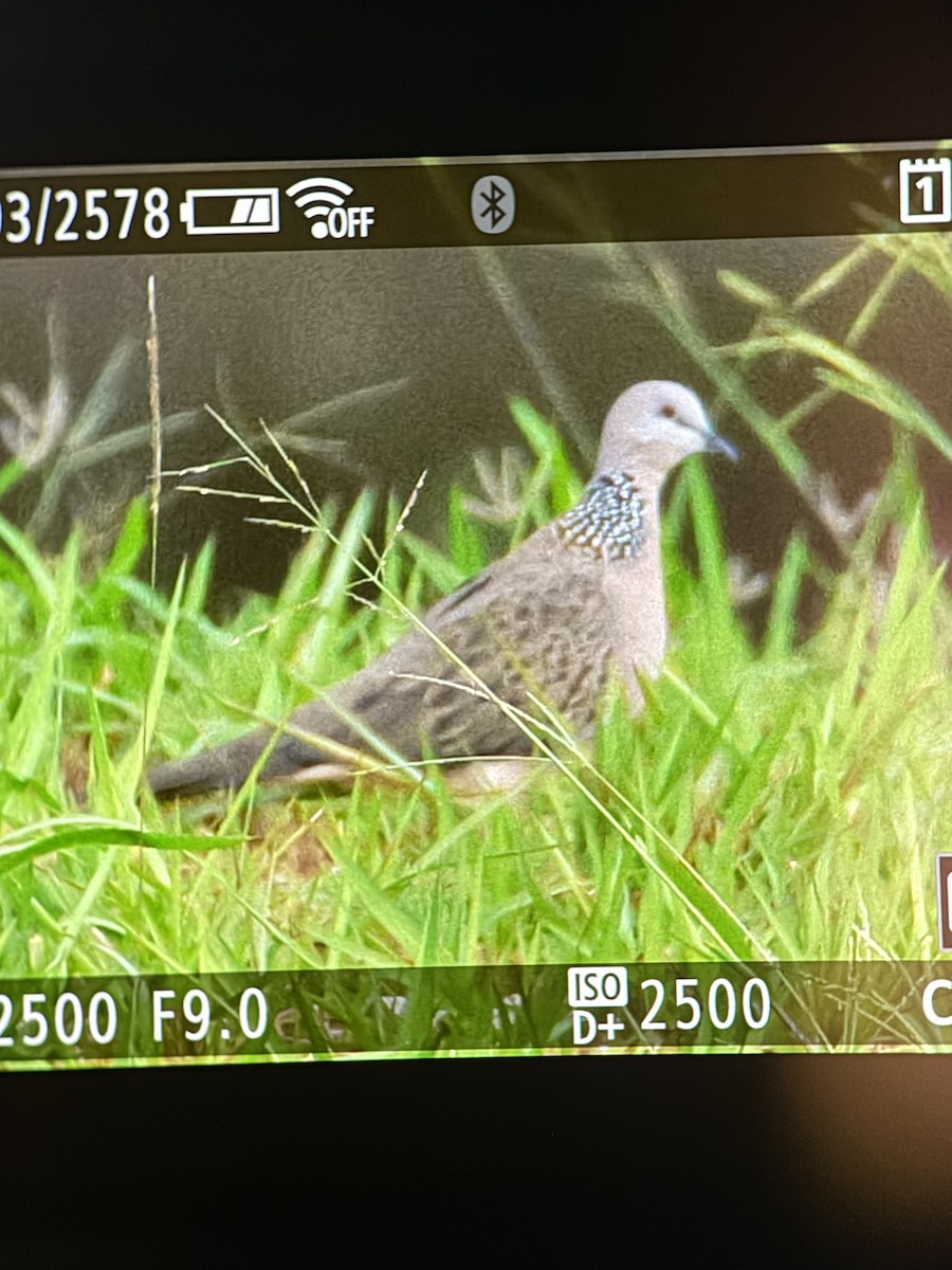 Spotted Dove - ML645304187