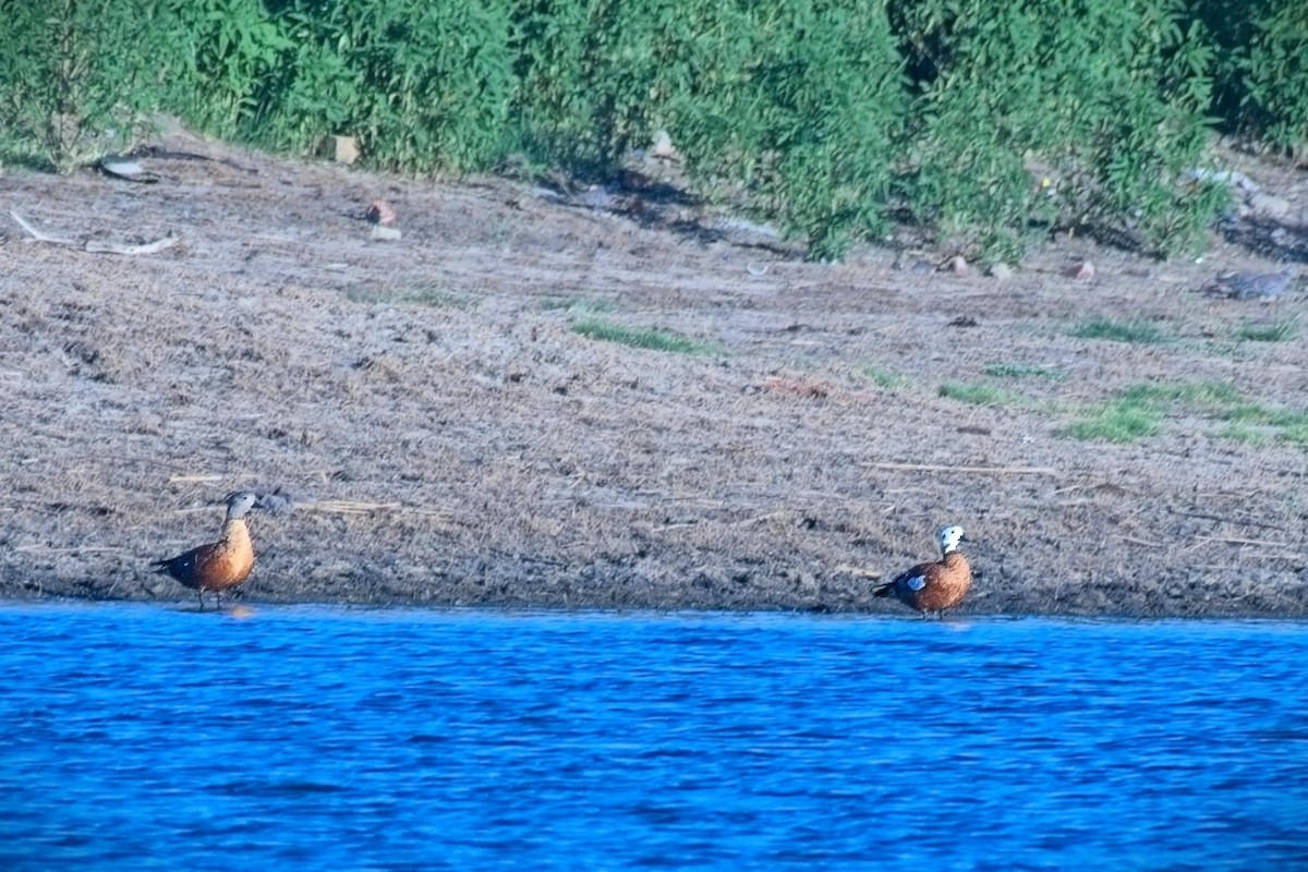 South African Shelduck - ML645304188