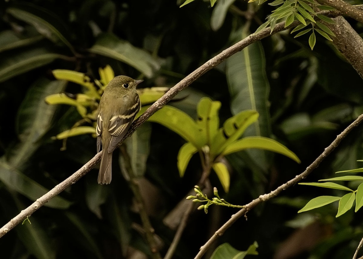 Acadian Flycatcher - ML645304196