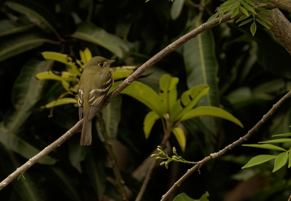 Acadian Flycatcher - ML645304197